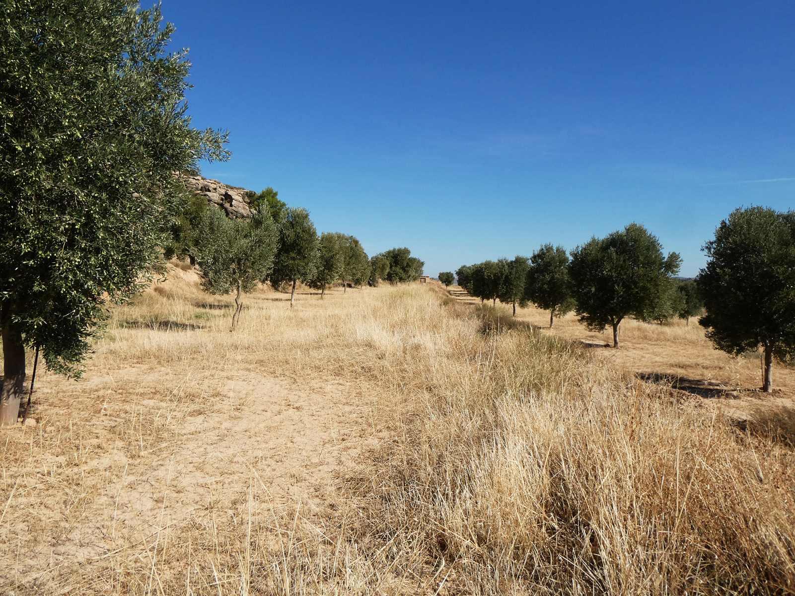 Finca en Venta en Maella