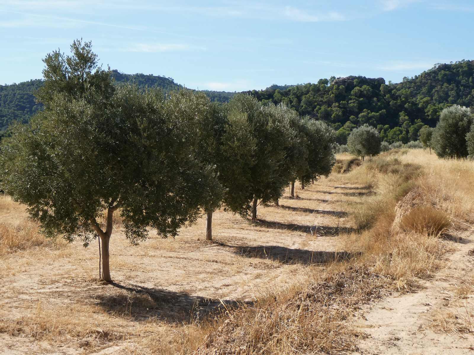 Finca en Venta en Maella