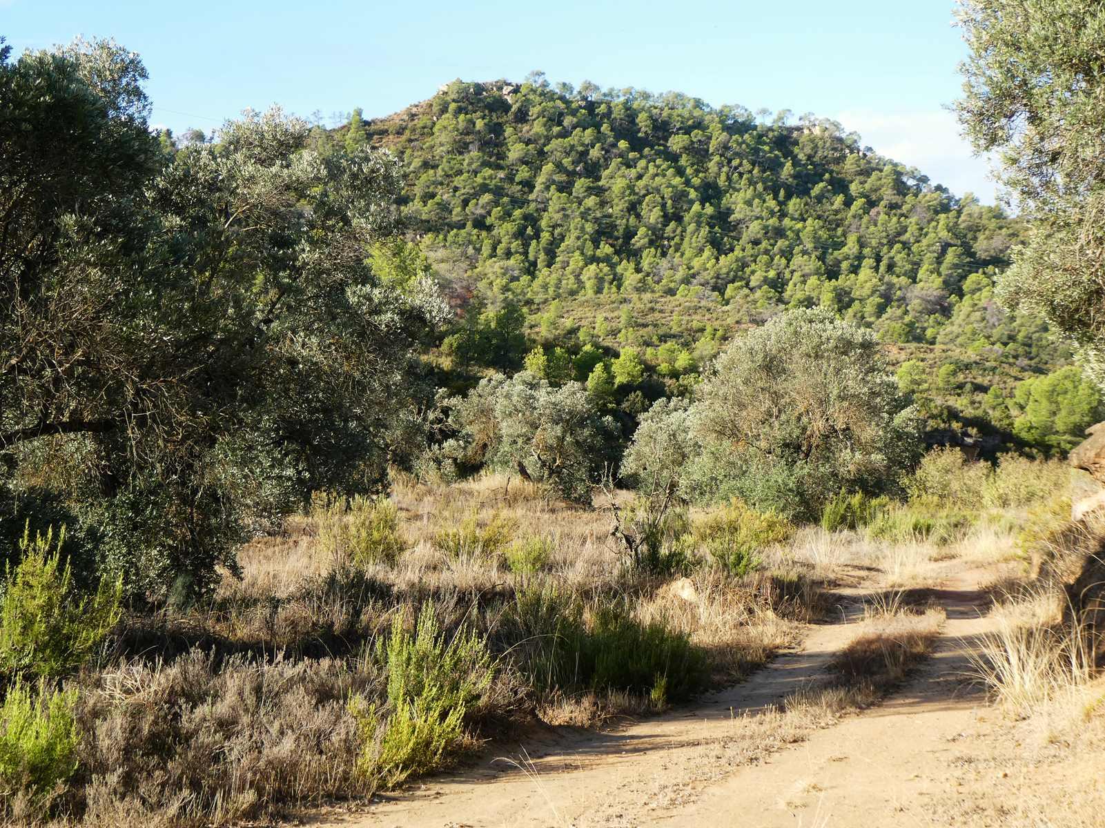 Finca en Venta en Maella