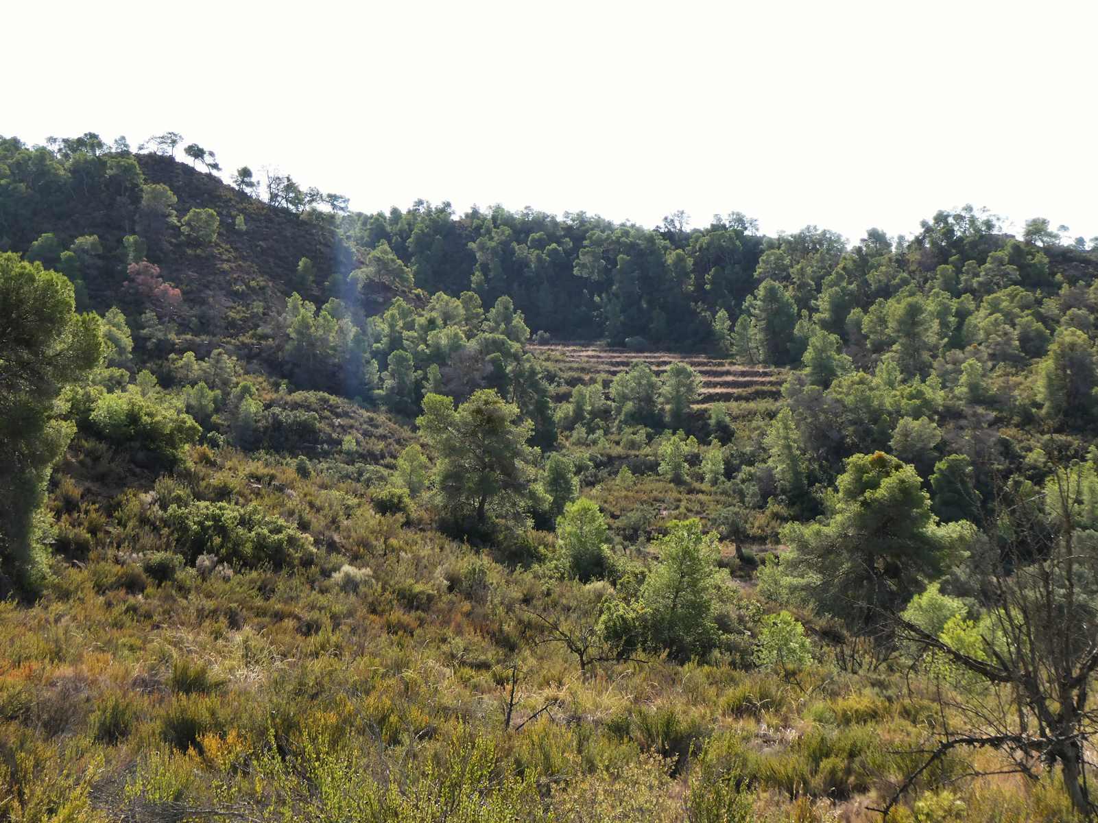 Finca en Venta en Maella