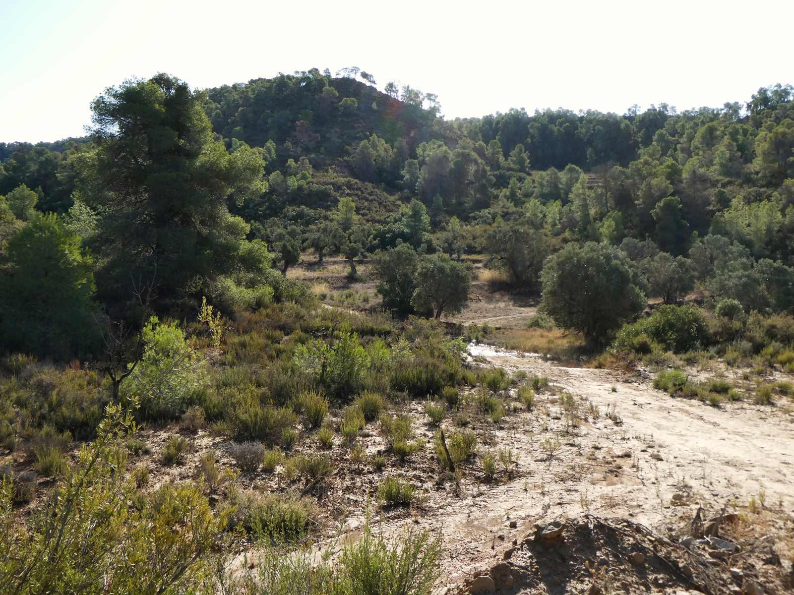 Finca en Venta en Maella