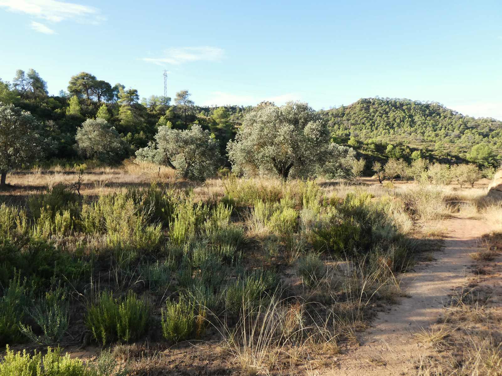 Finca en Venta en Maella