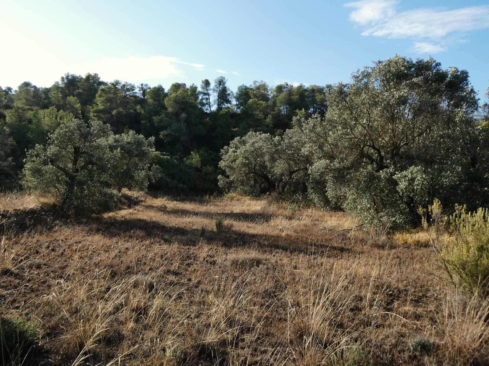 Finca en Venta en Maella