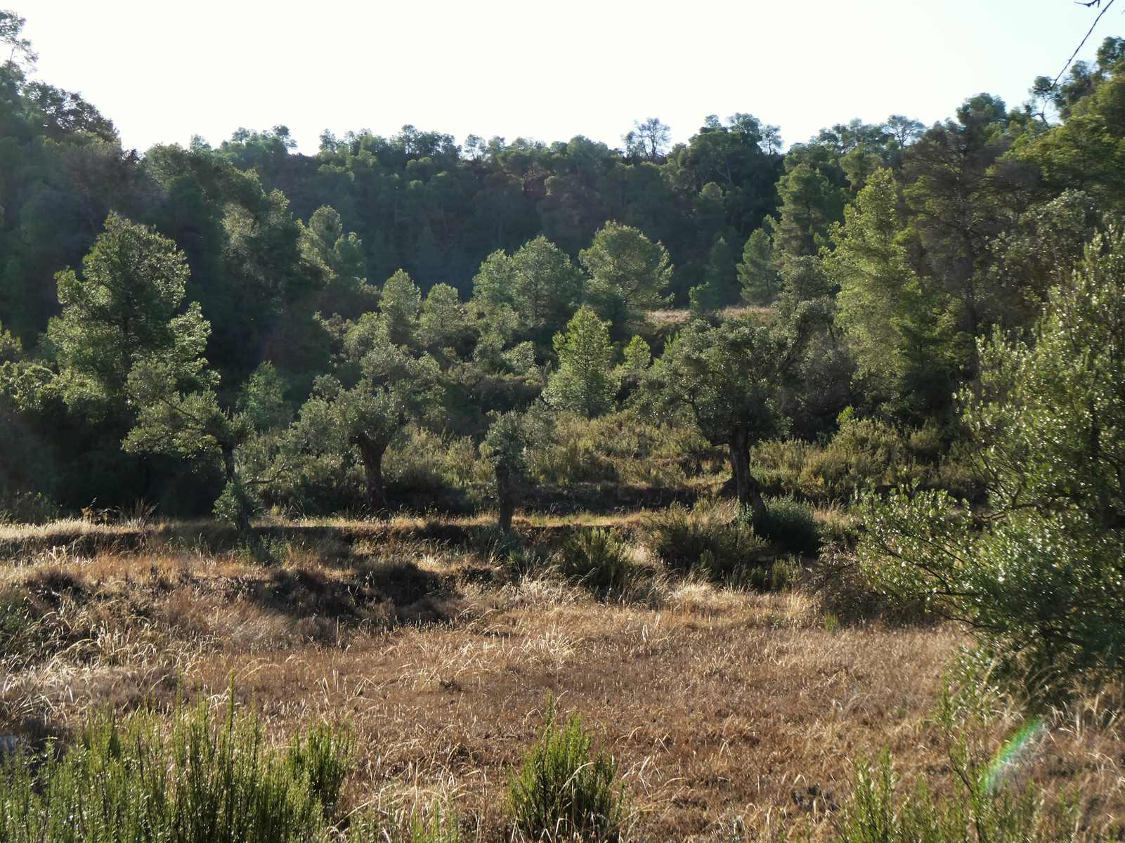 Finca en Venta en Maella