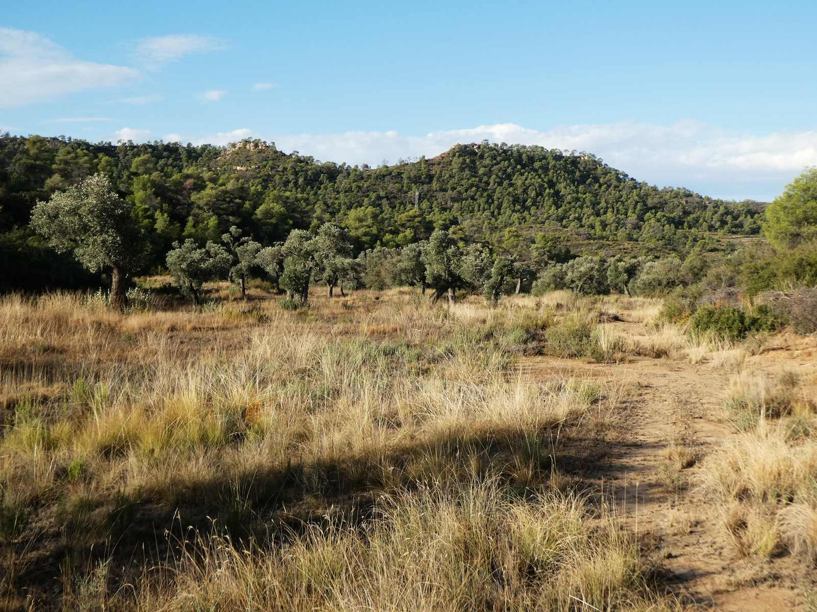 Finca en Venta en Maella