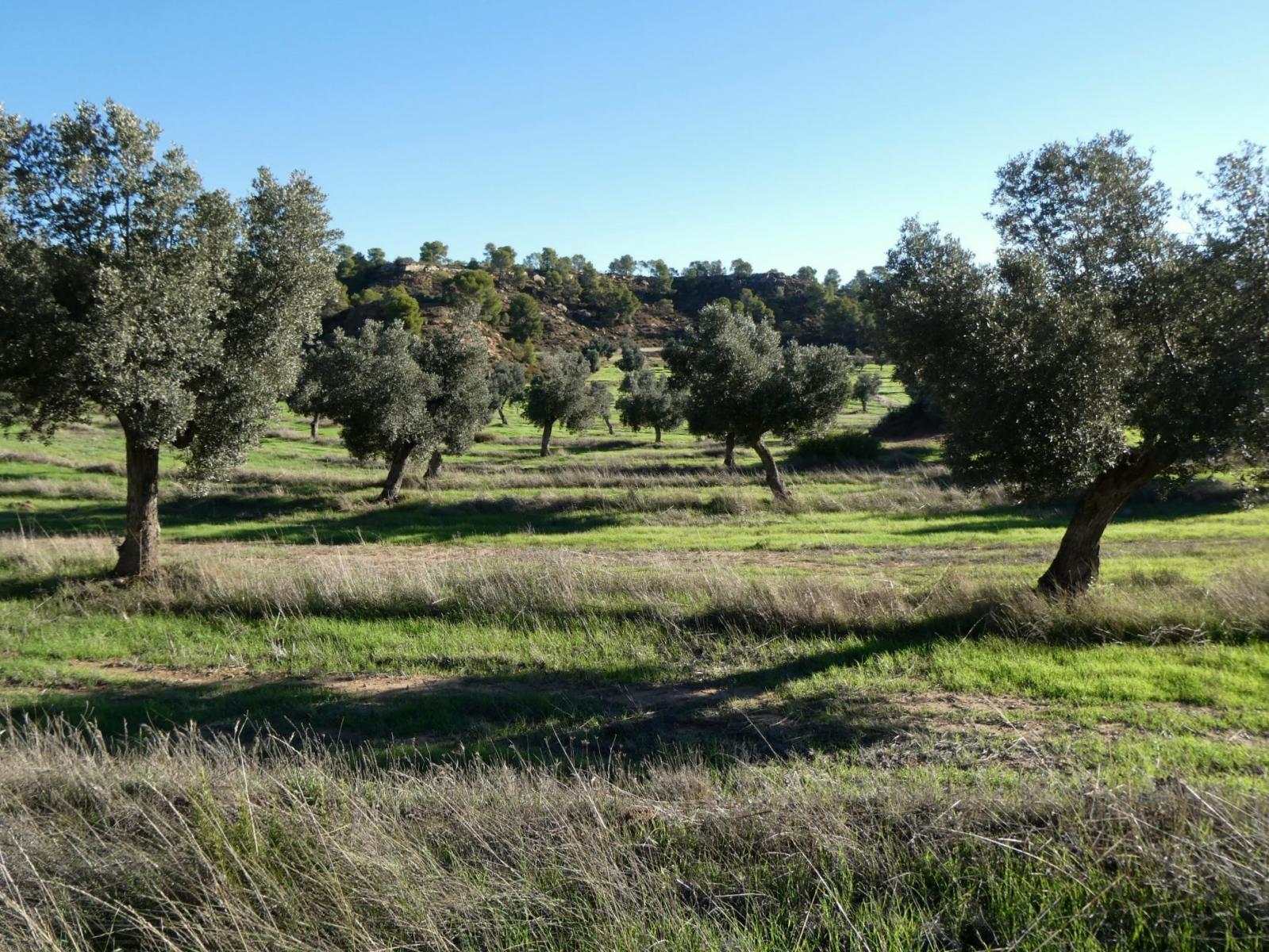 Finca en Venta en Fabara