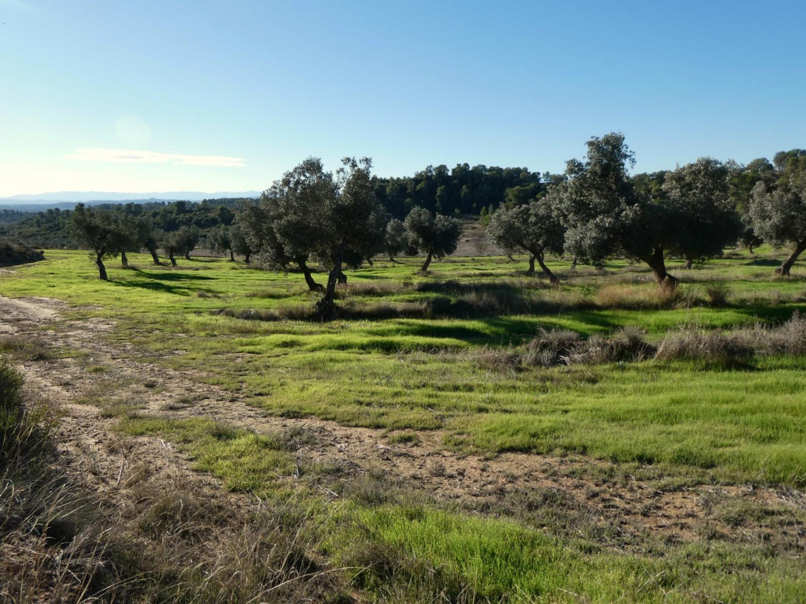 Finca en Venta en Fabara
