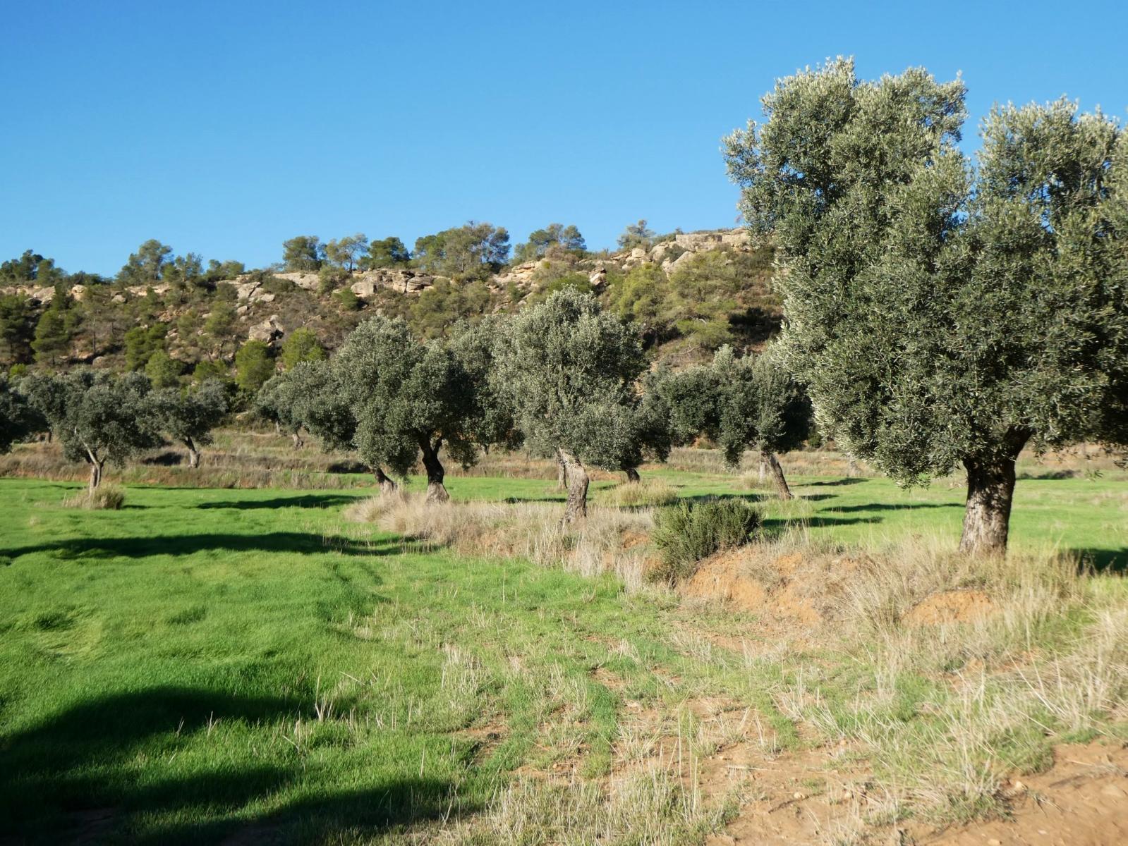 Finca en Venta en Fabara