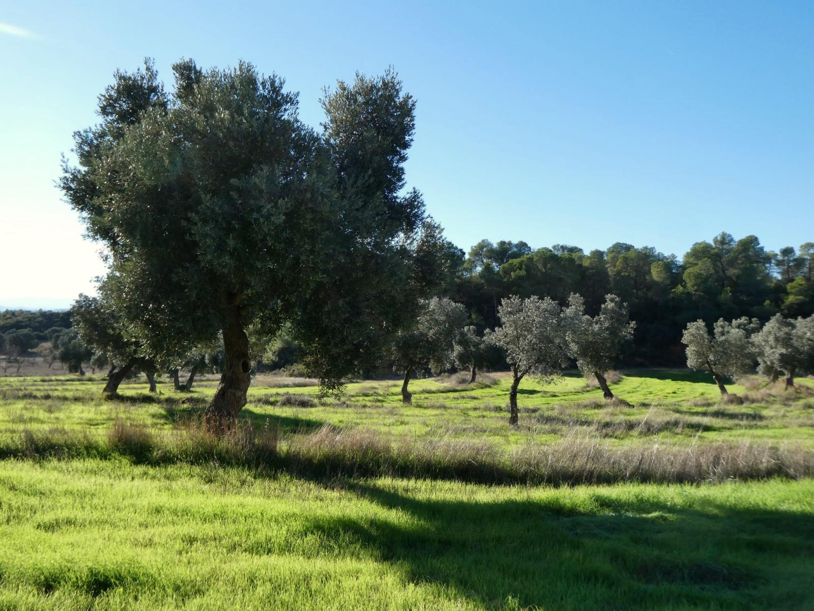 Finca en Venta en Fabara