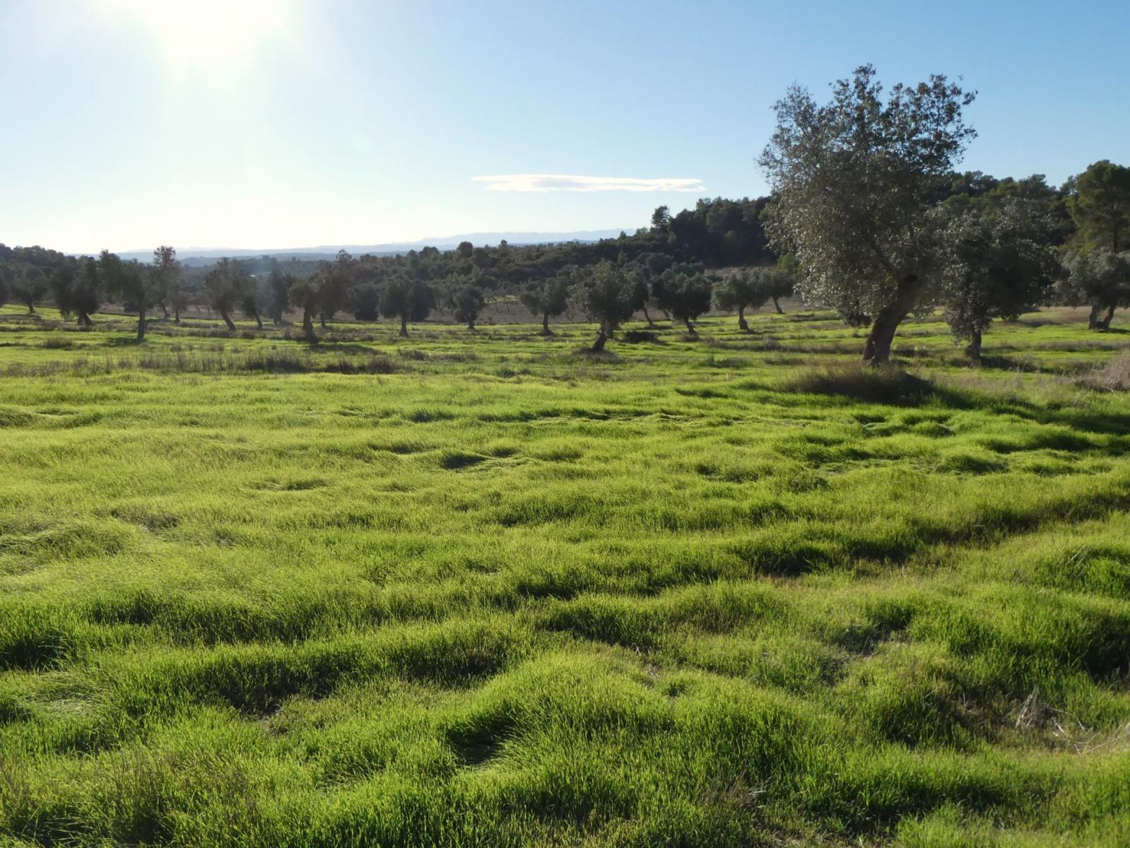 Finca en Venta en Fabara