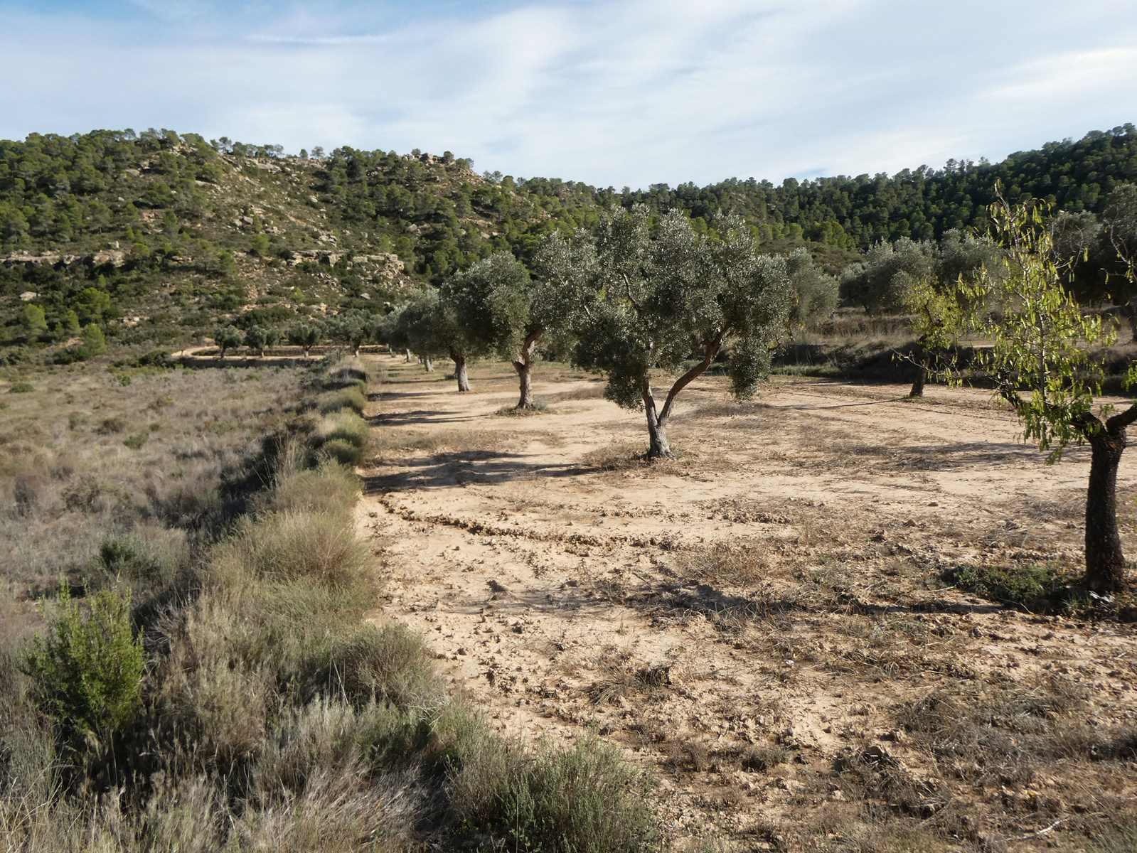 Finca en Venta en Maella