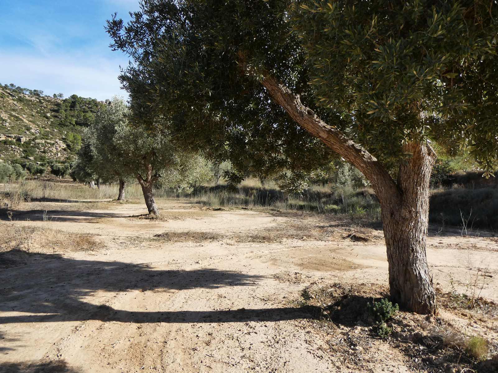 Finca en Venta en Maella