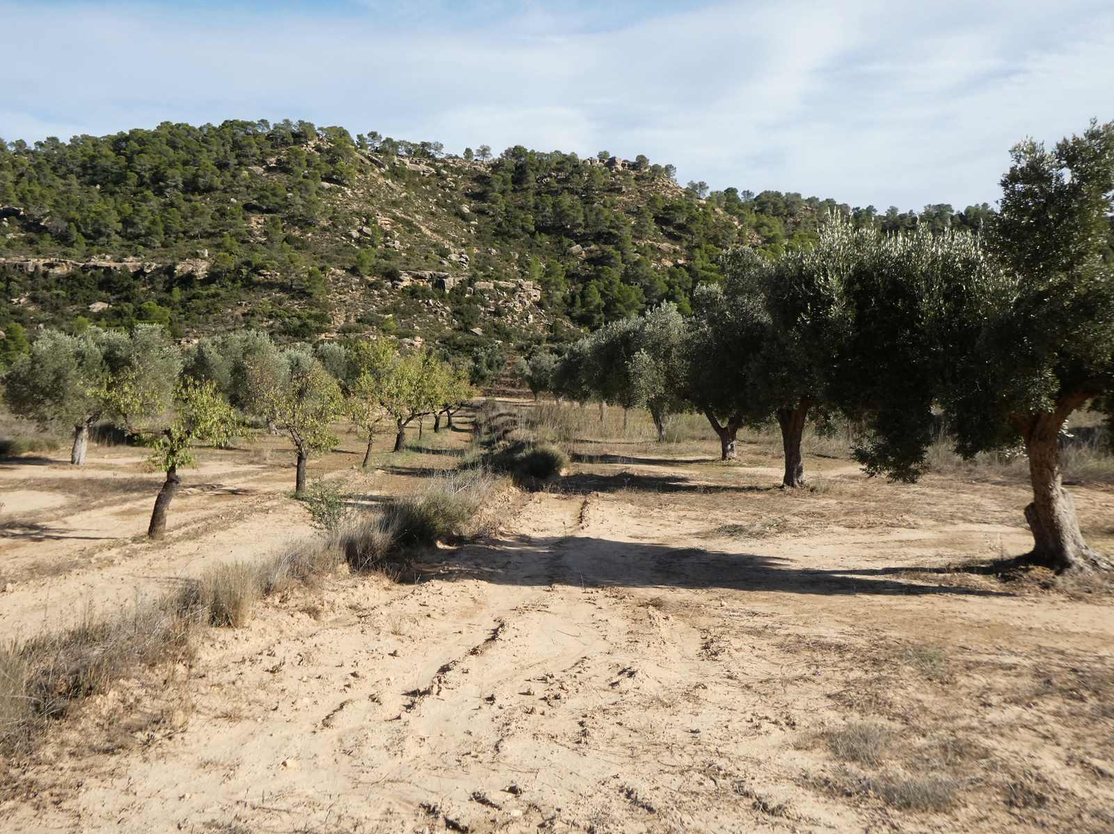 Finca en Venta en Maella