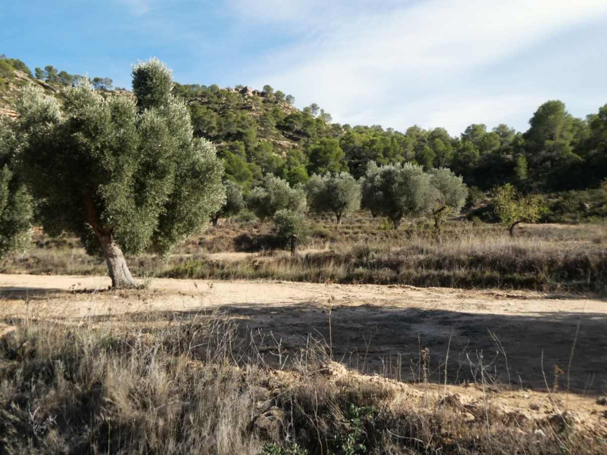 Finca en Venta en Maella