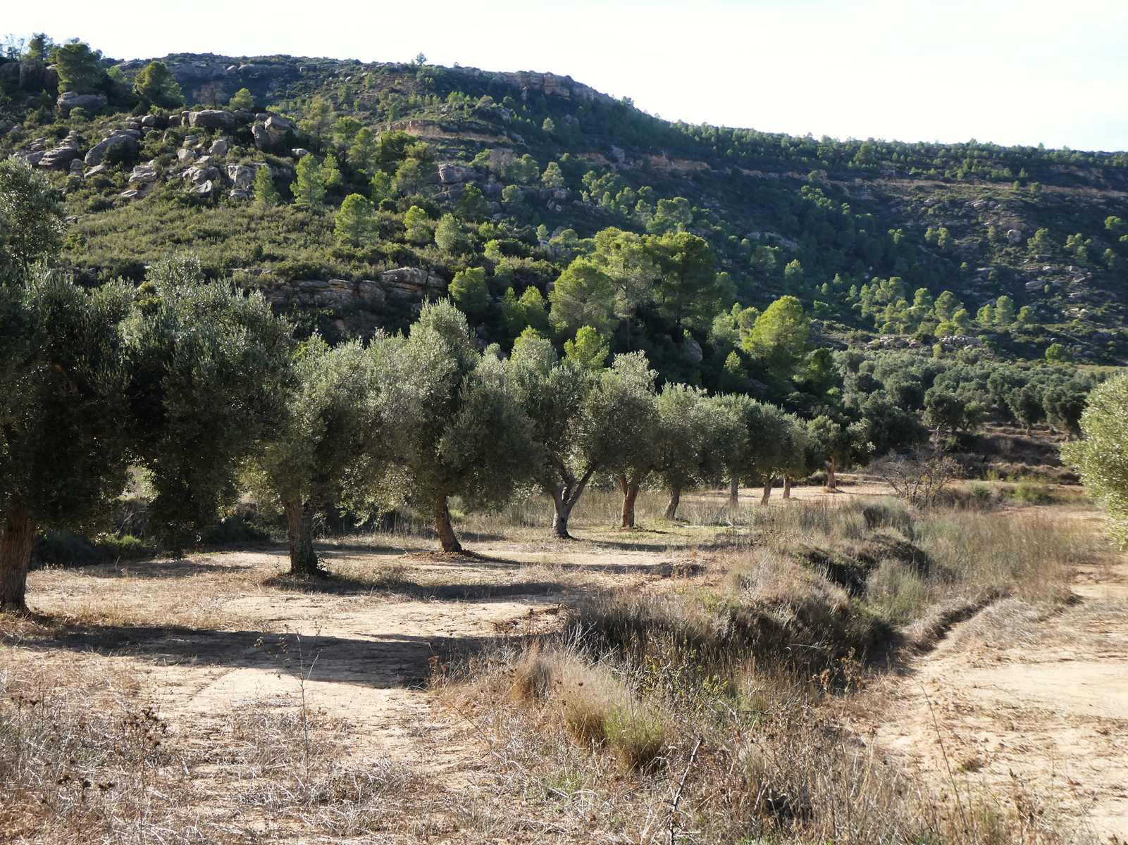 Finca en Venta en Maella