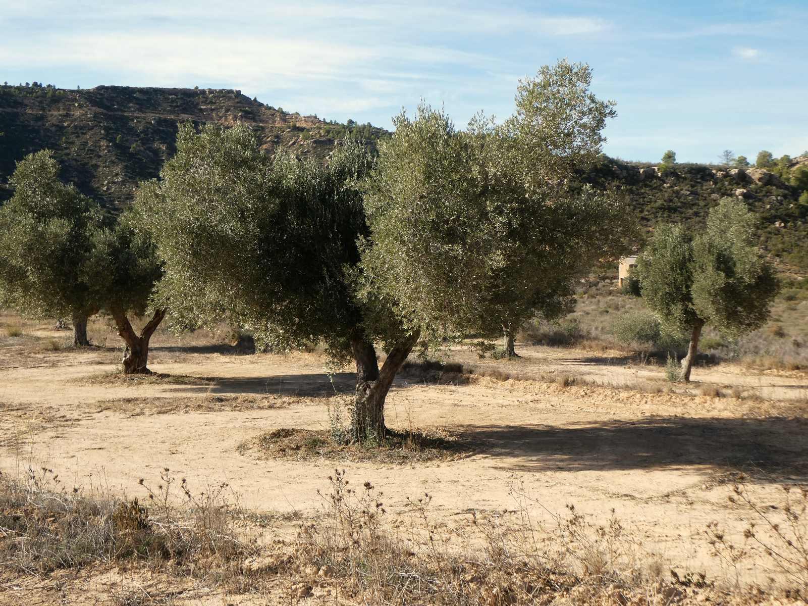 Finca en Venta en Maella