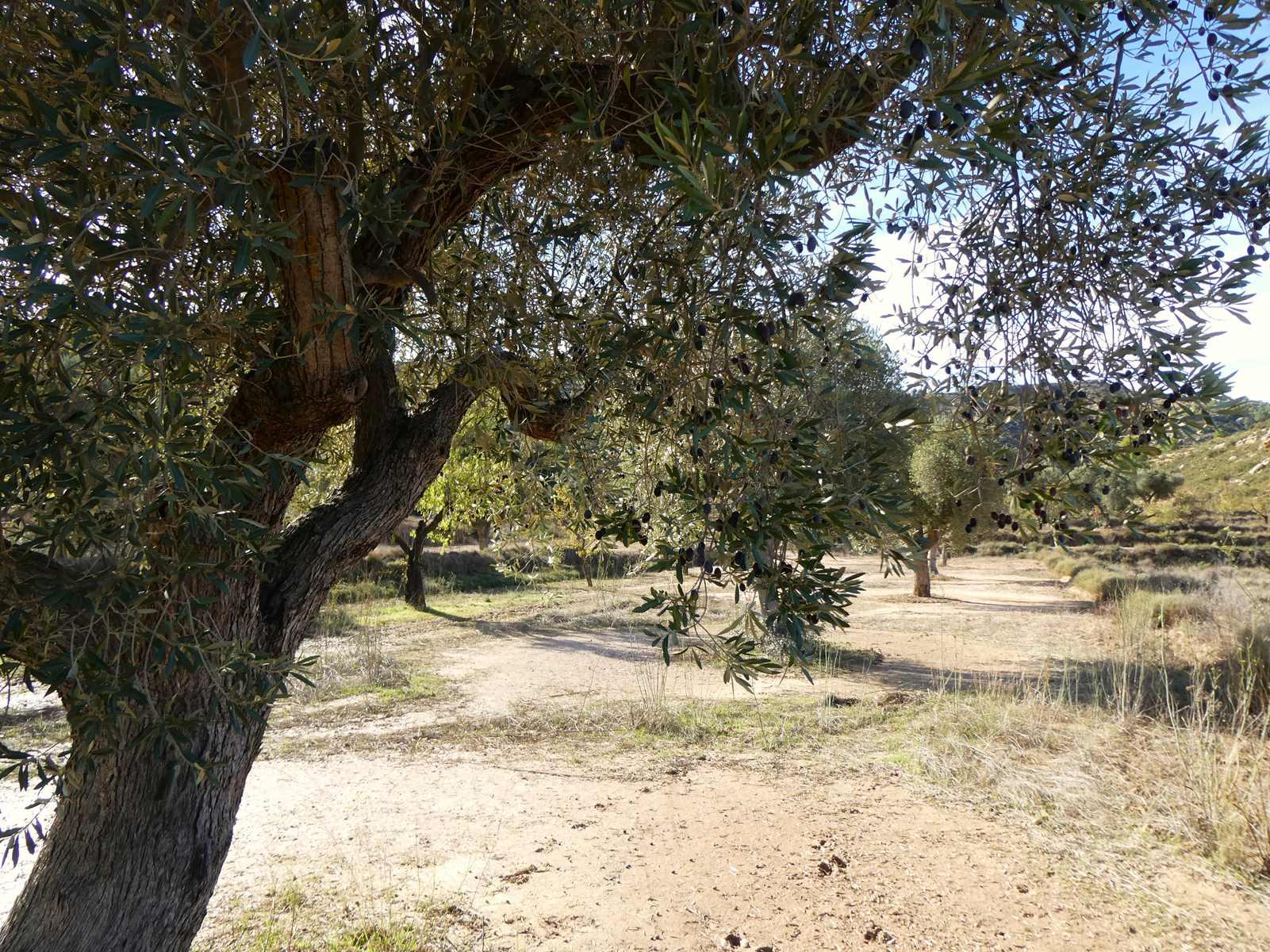 Finca en Venta en Maella