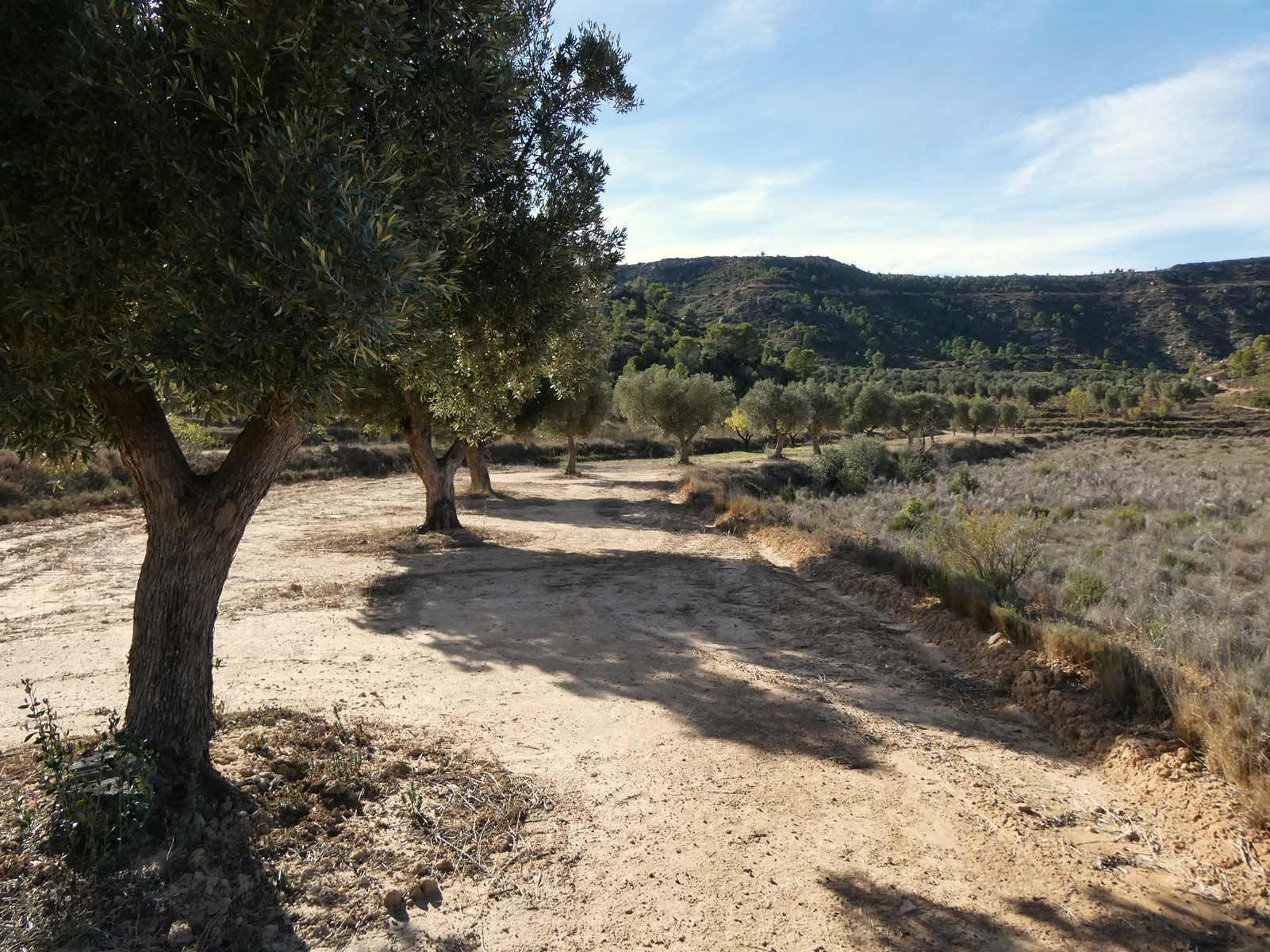 Finca en Venta en Maella
