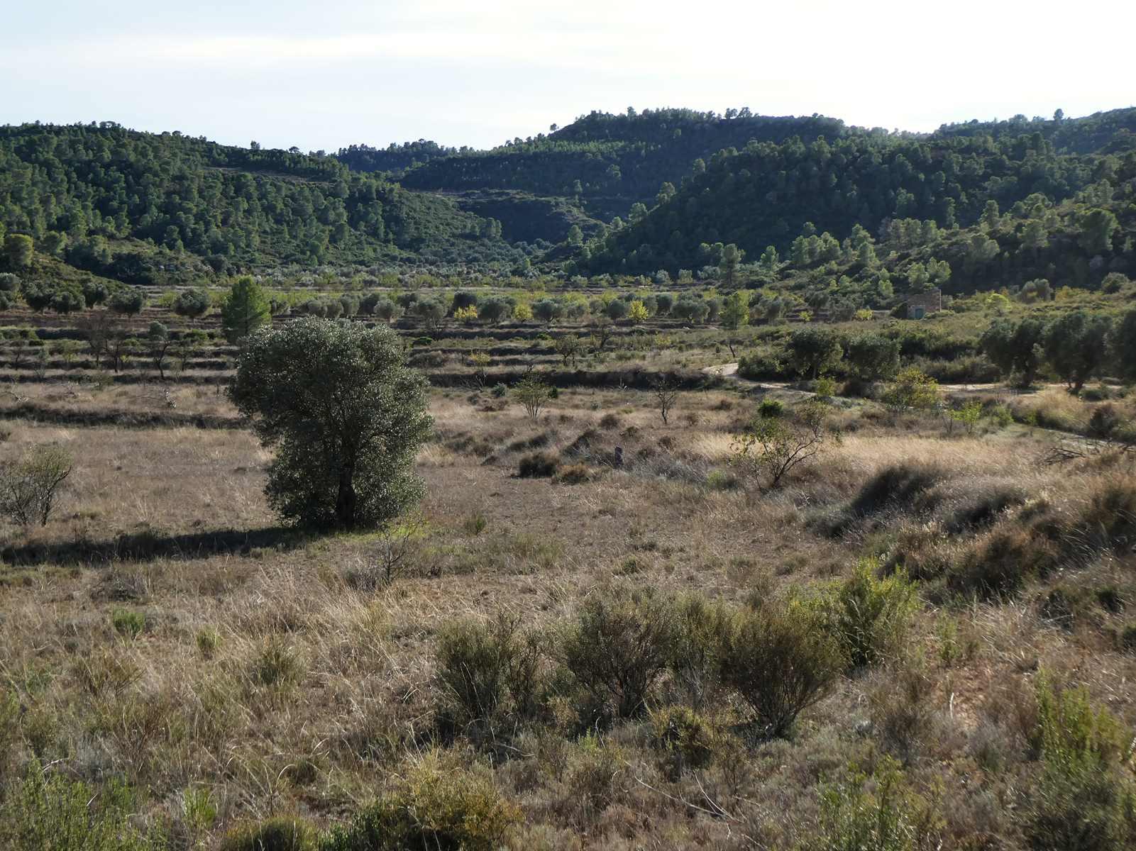 Finca en Venta en Maella