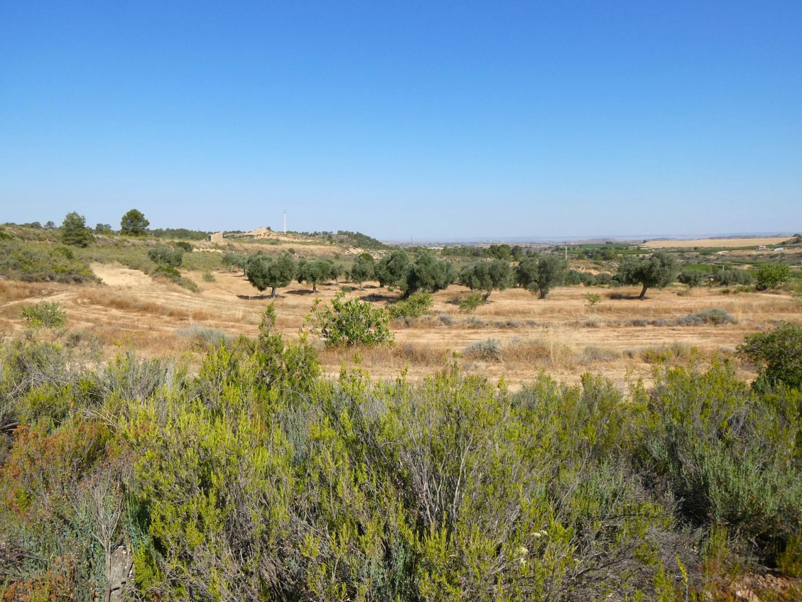 Finca en Venta en Maella