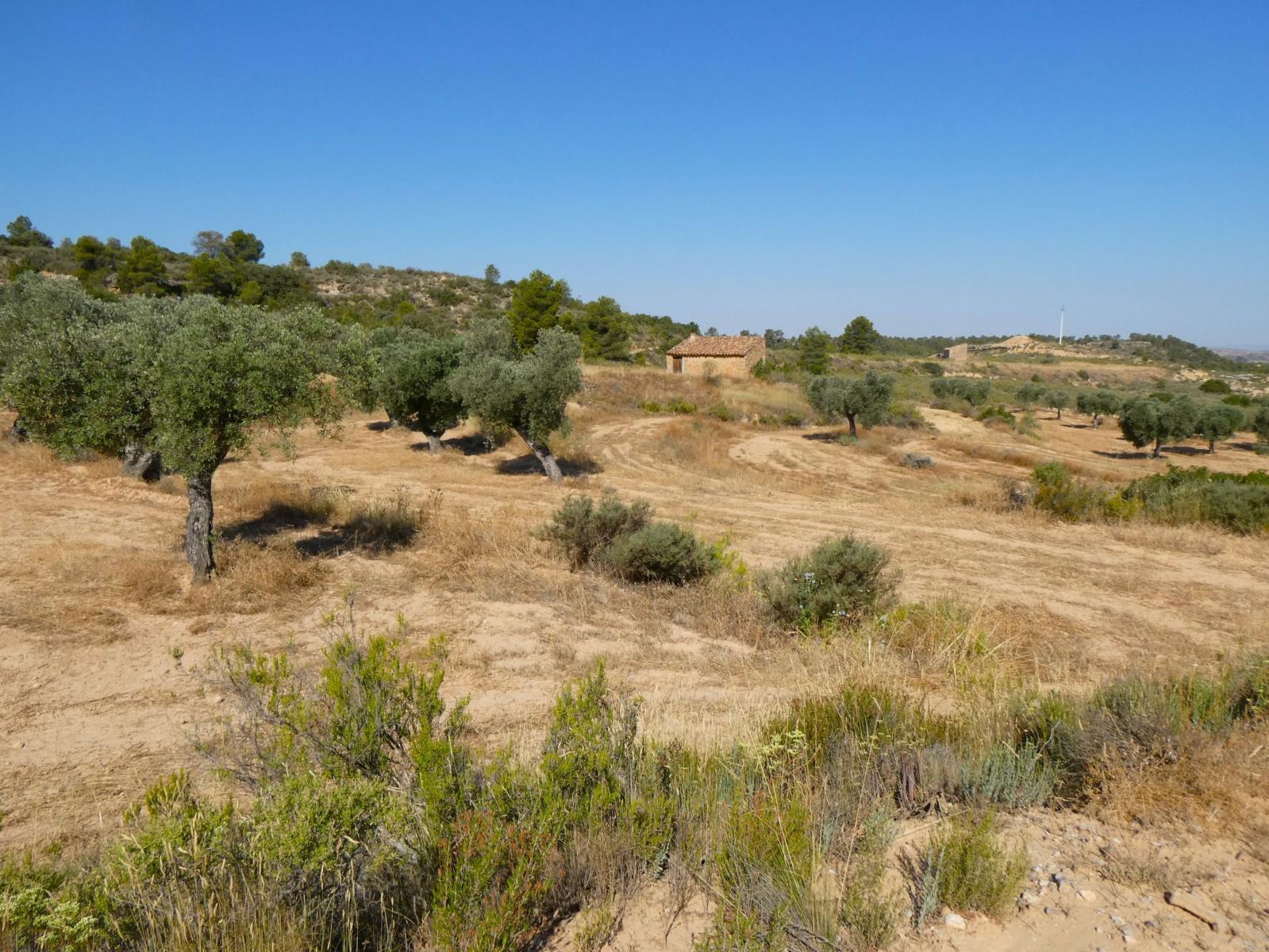 Finca en Venta en Maella