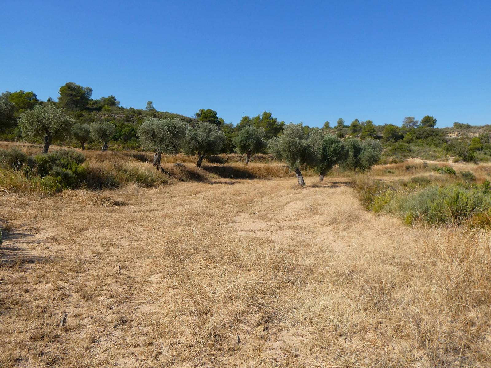 Finca en Venta en Maella