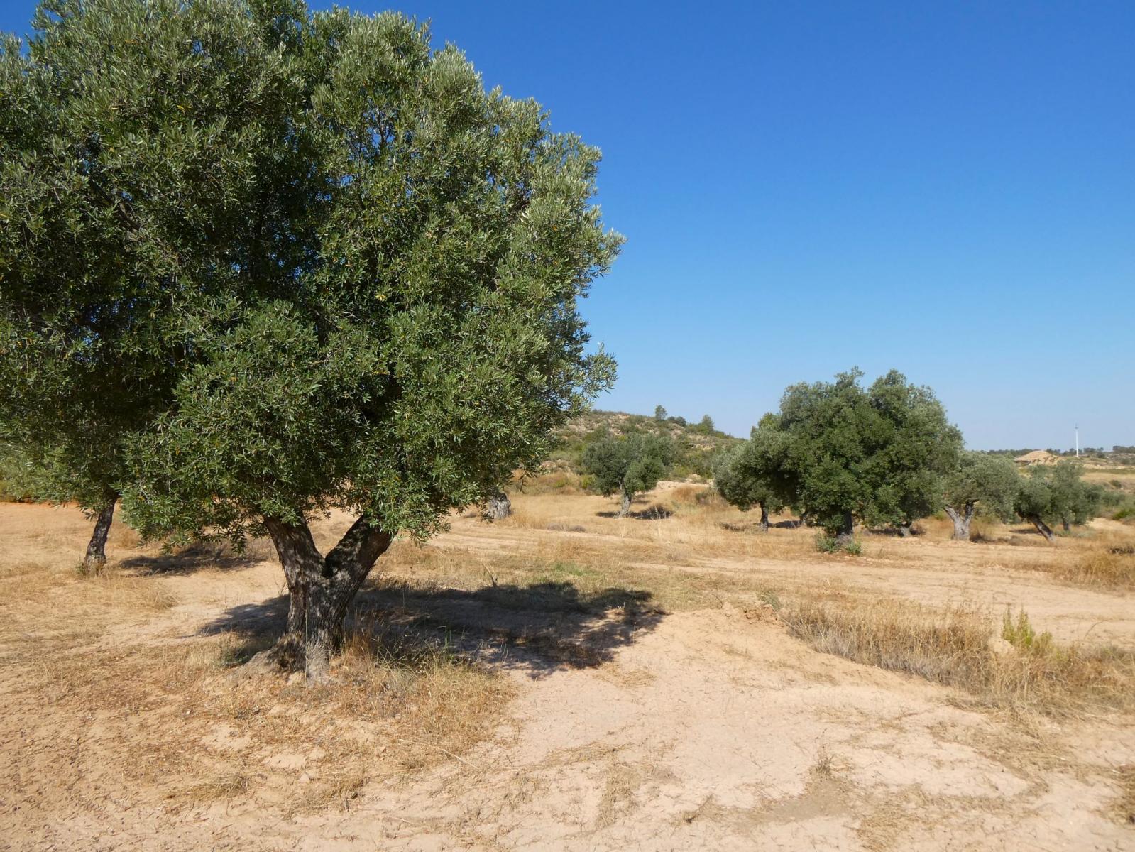 Finca en Venta en Maella