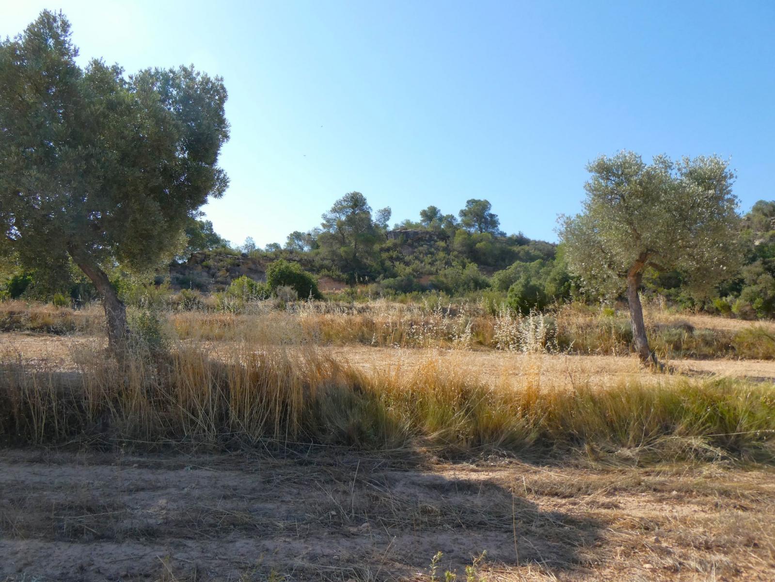 Finca en Venta en Maella
