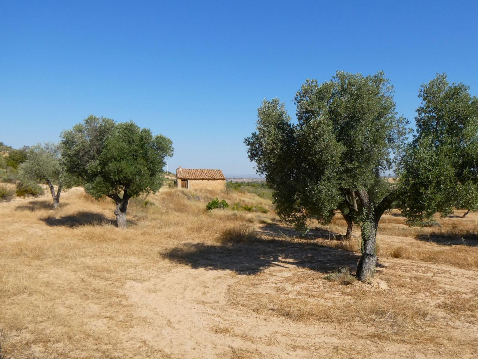 Finca en Venta en Maella