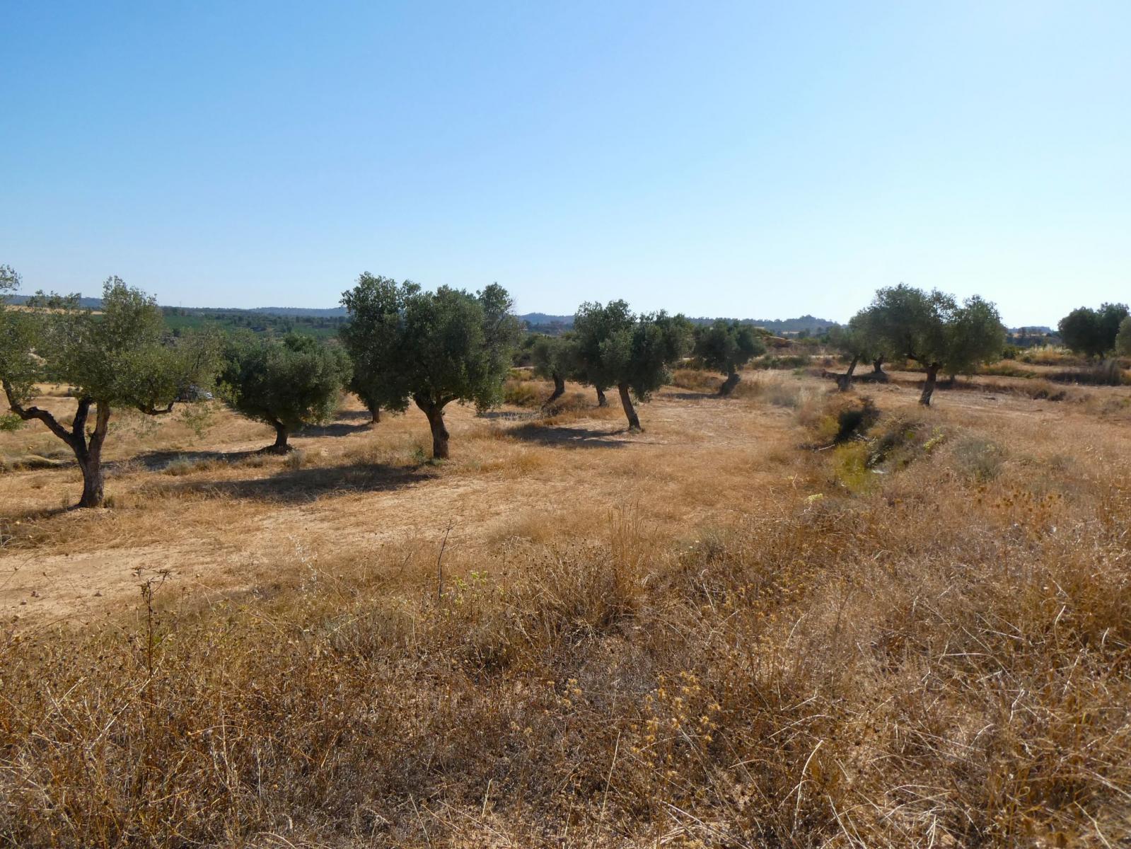 Finca en Venta en Maella