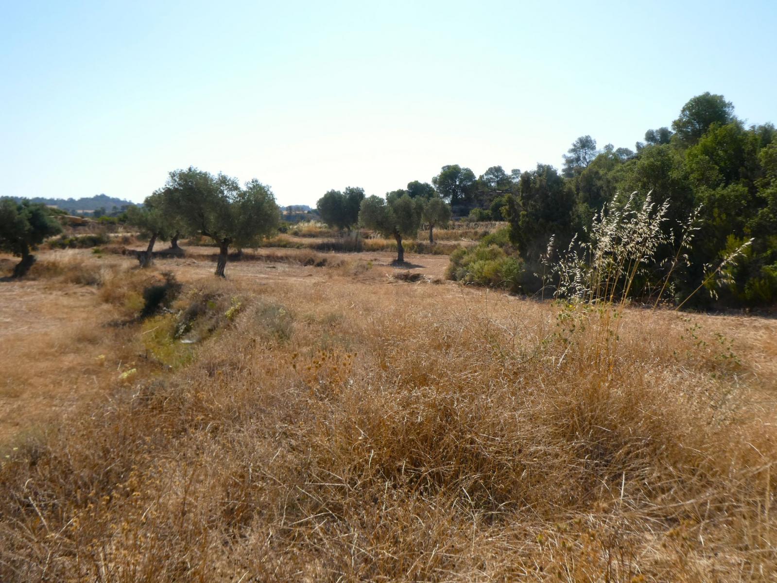Finca en Venta en Maella