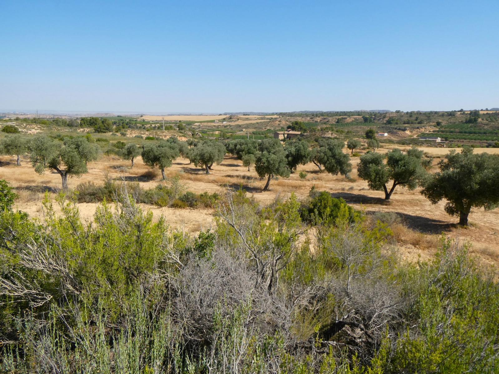 Finca en Venta en Maella