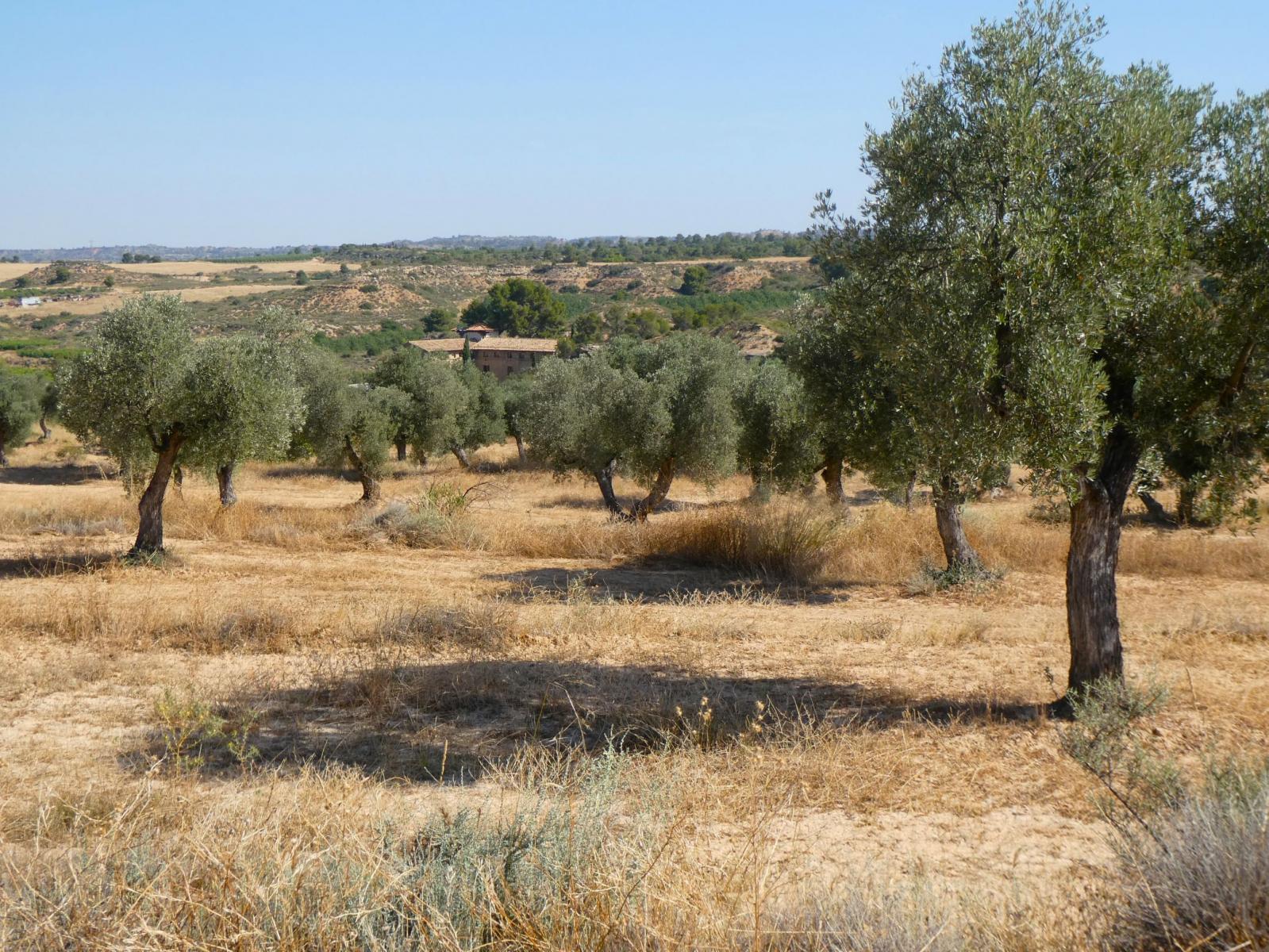 Finca en Venta en Maella
