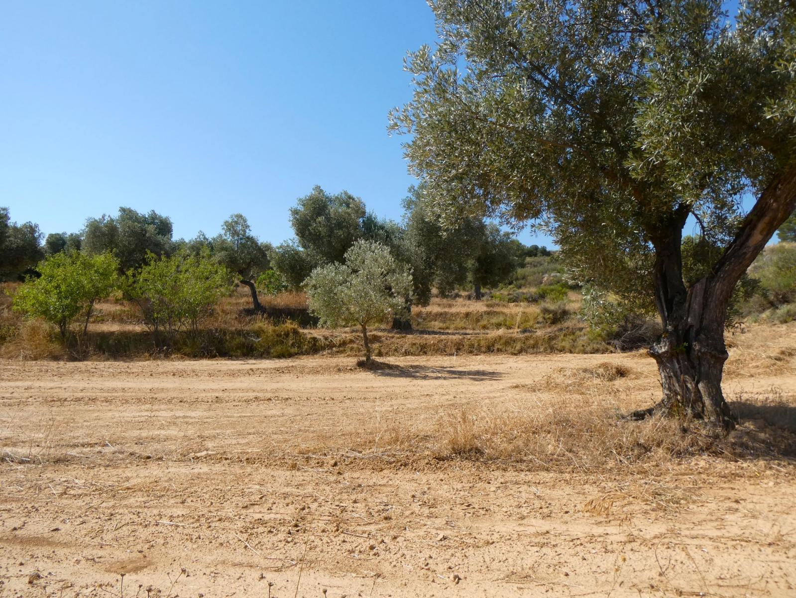 Finca en Venta en Maella
