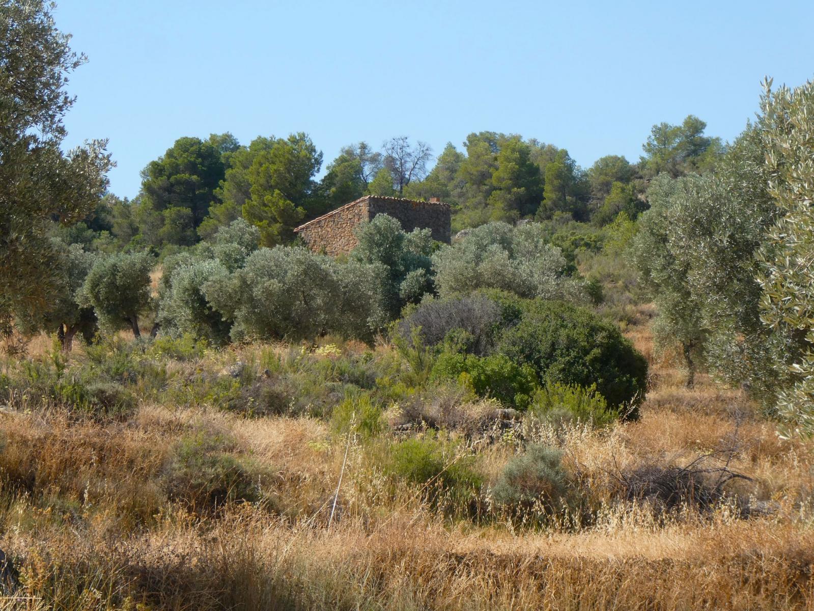 Finca en Venta en Maella