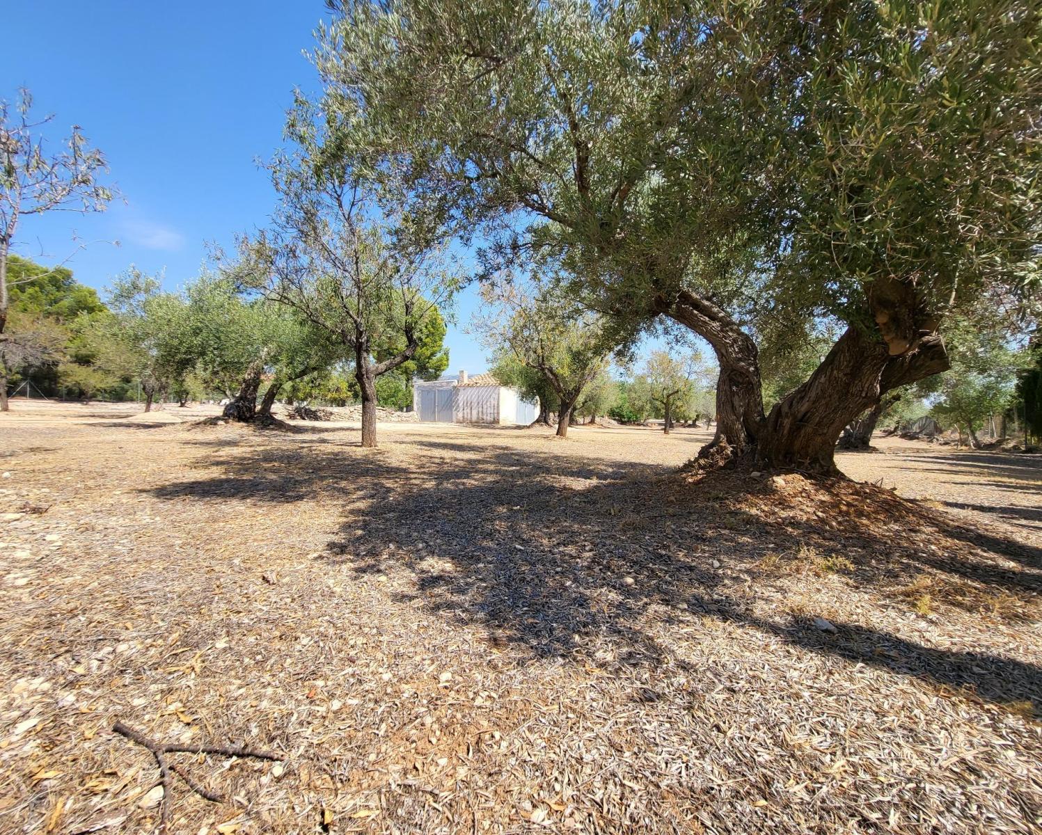 Finca en Venta en L' Ametlla de Mar