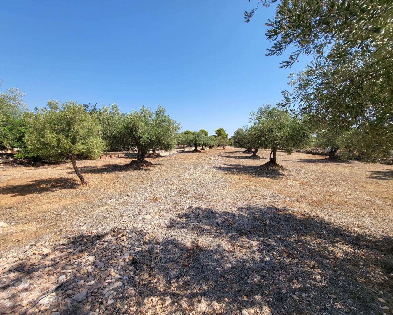 Finca en Venta en L' Ametlla de Mar