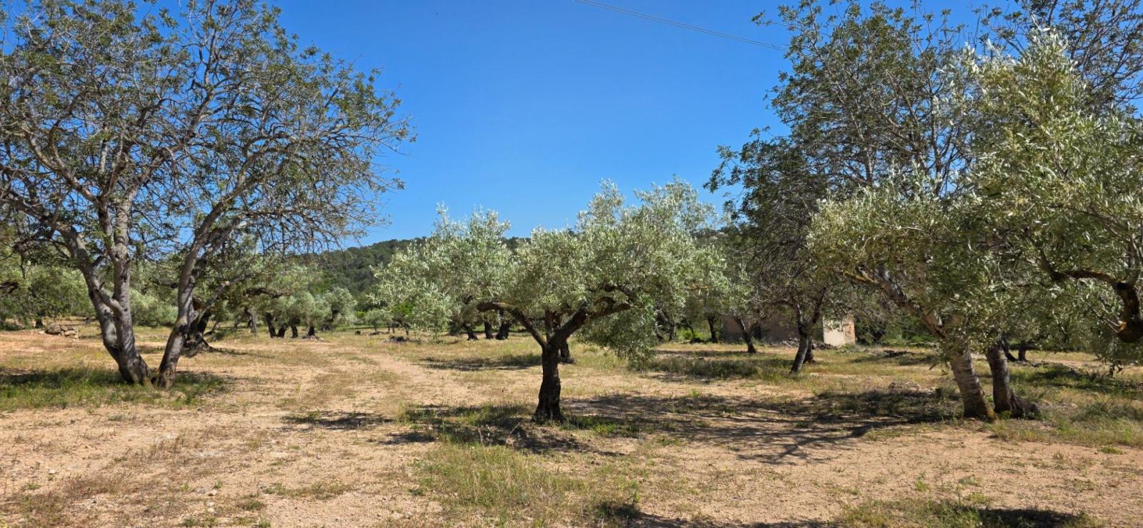 Finca en Venta en Tivissa