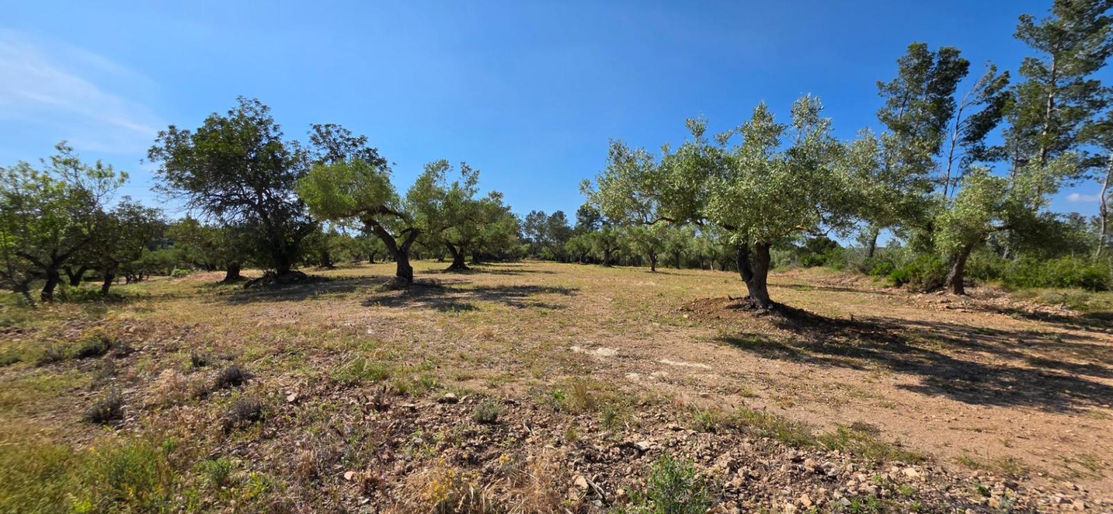 Finca en Venta en Tivissa