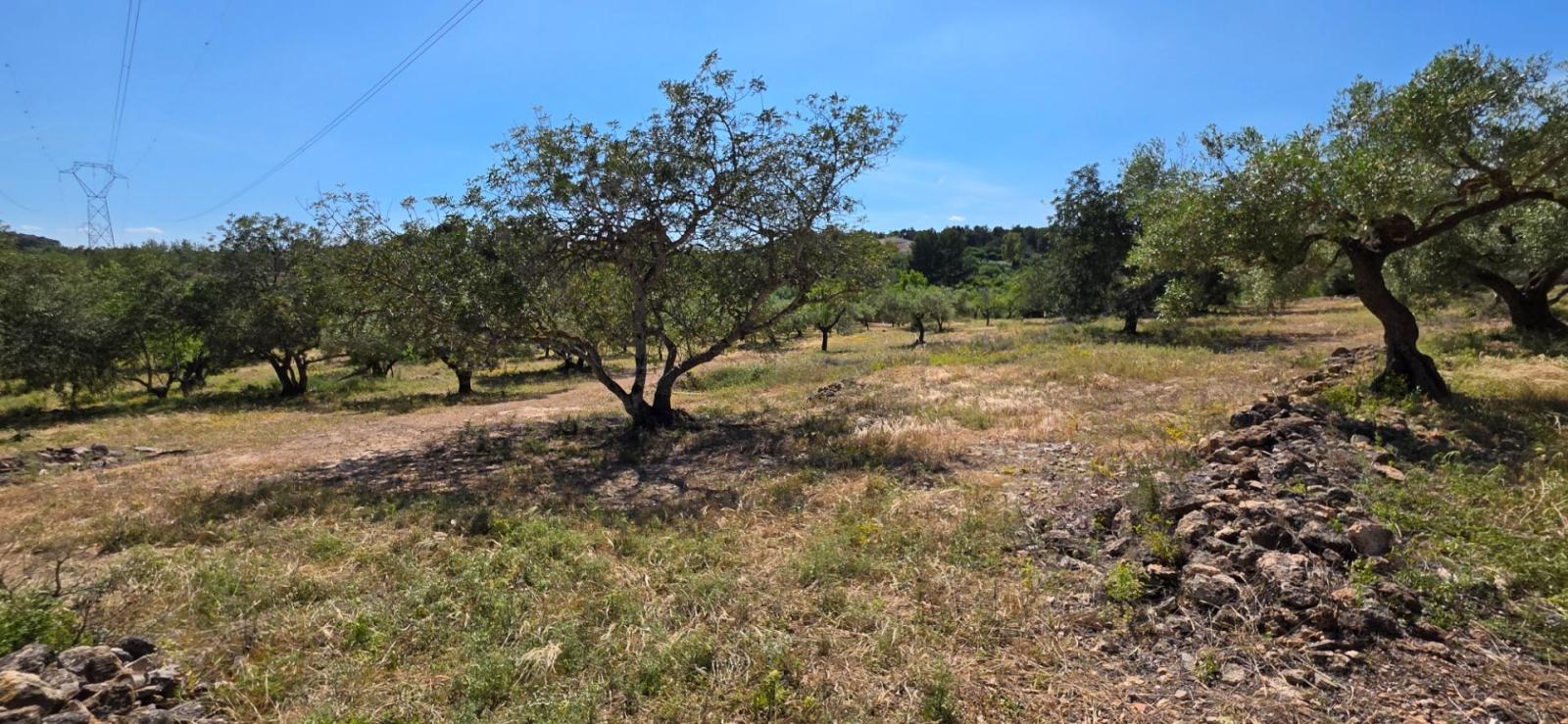 Finca en Venta en Tivissa