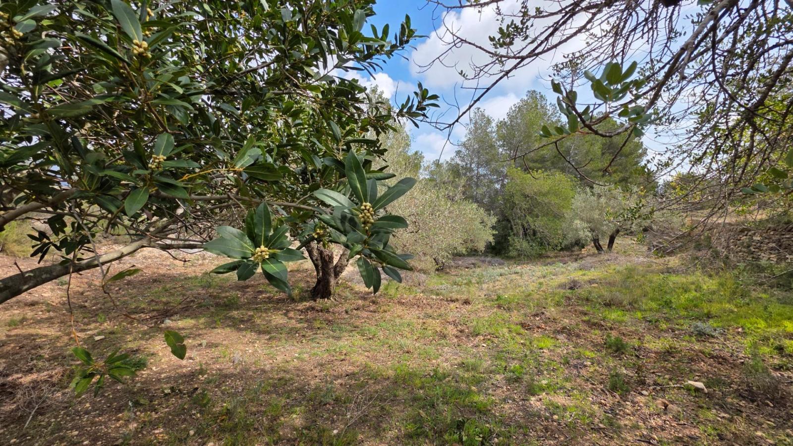 Finca en Venta en L' Ametlla de Mar