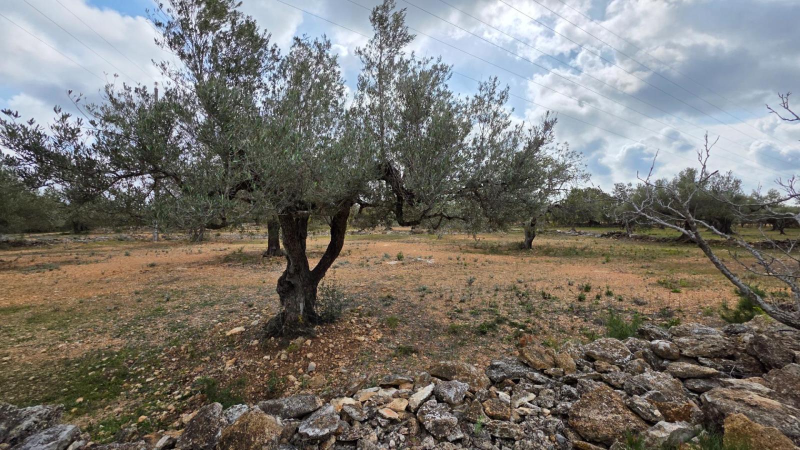Finca en Venta en L' Ametlla de Mar