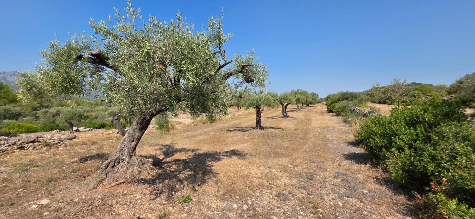 Finca en Venta en Tivissa