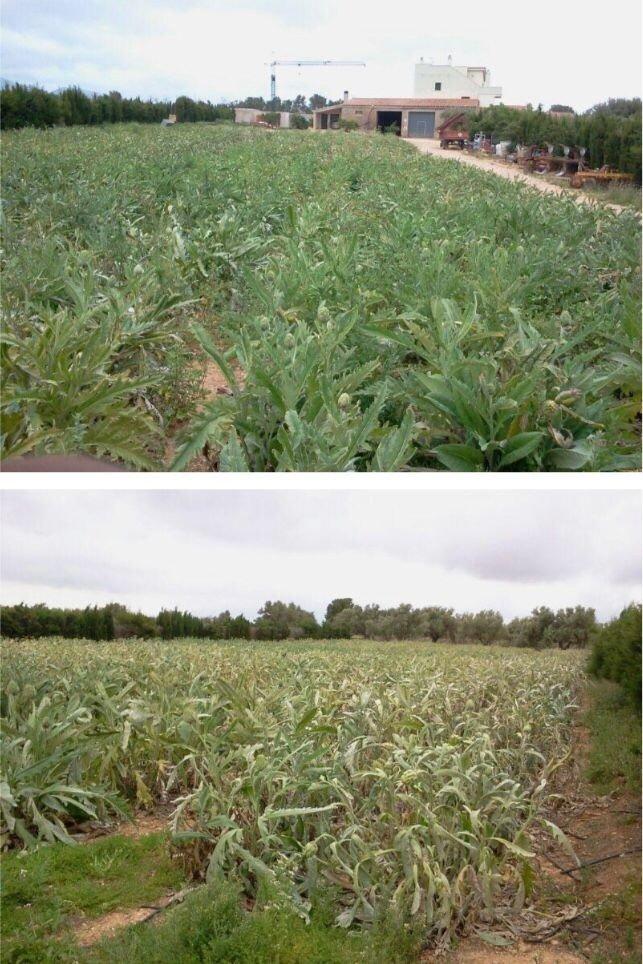 Finca en Venta en L' Ampolla