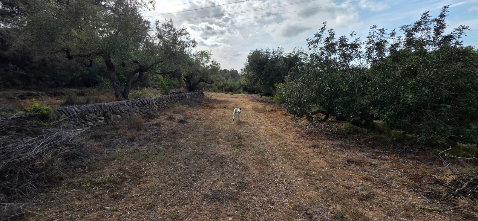 Finca en Venta en El Perelló