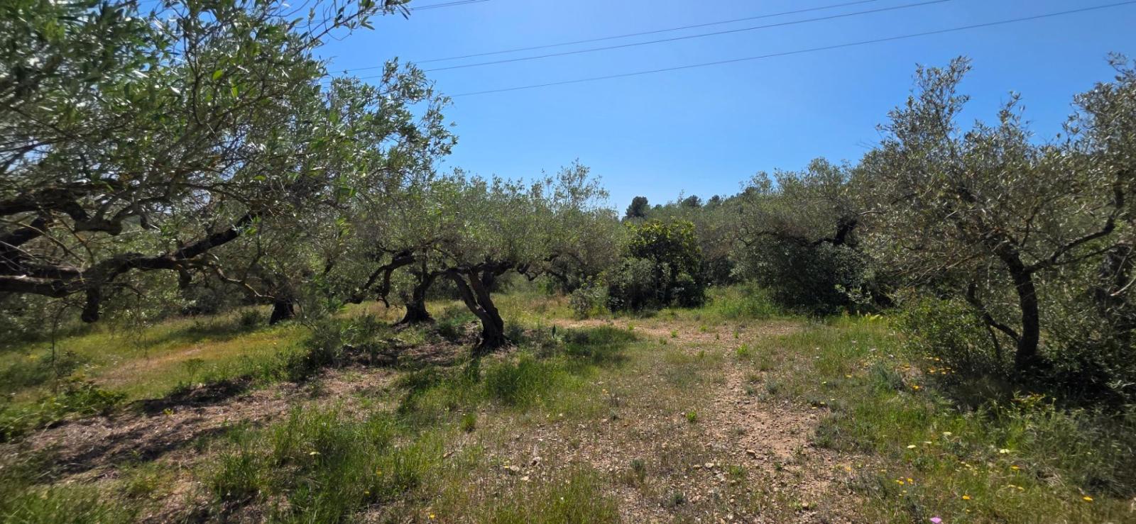 Finca en Venta en El Perelló