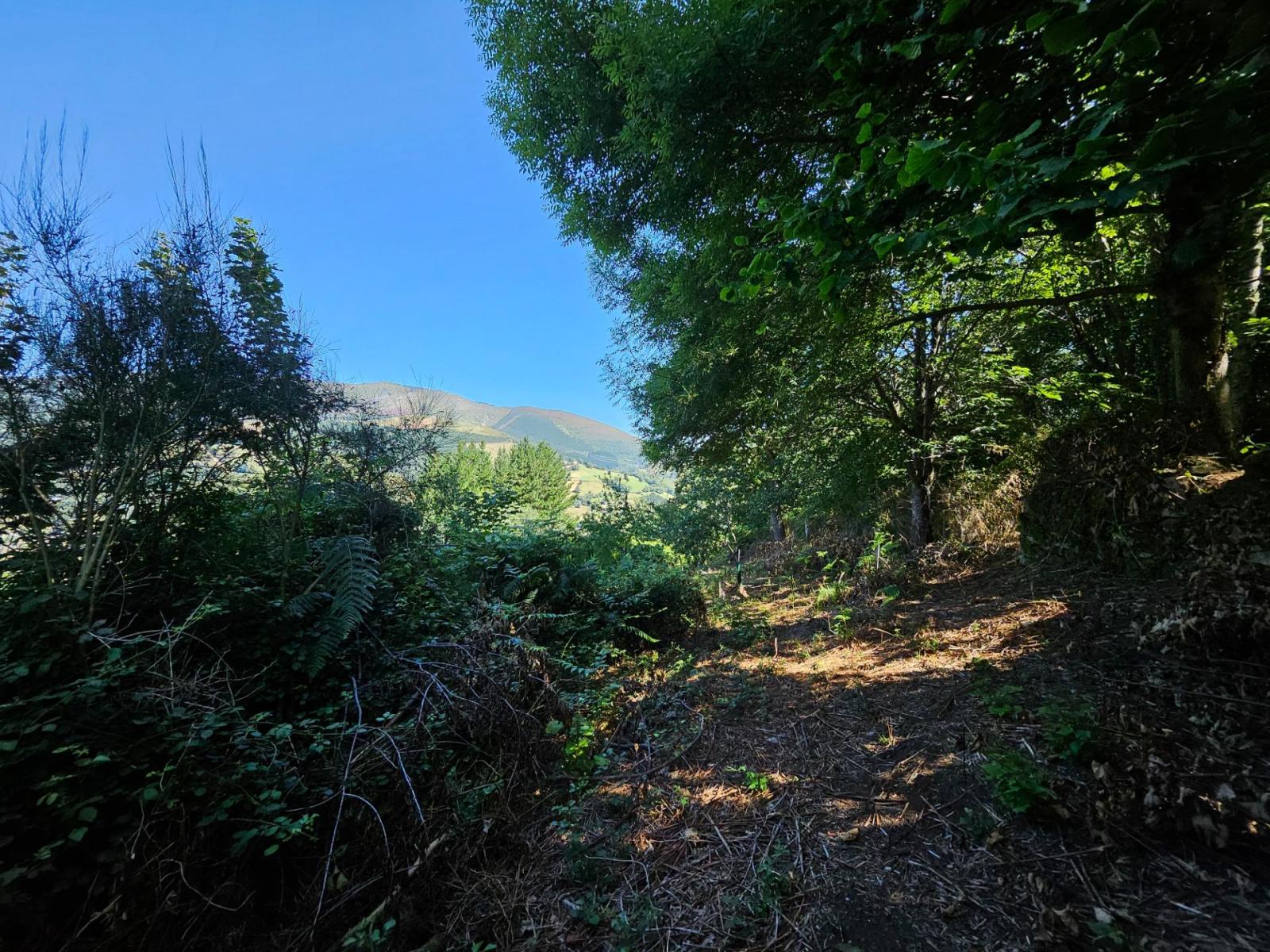 Finca en Venta en Allande