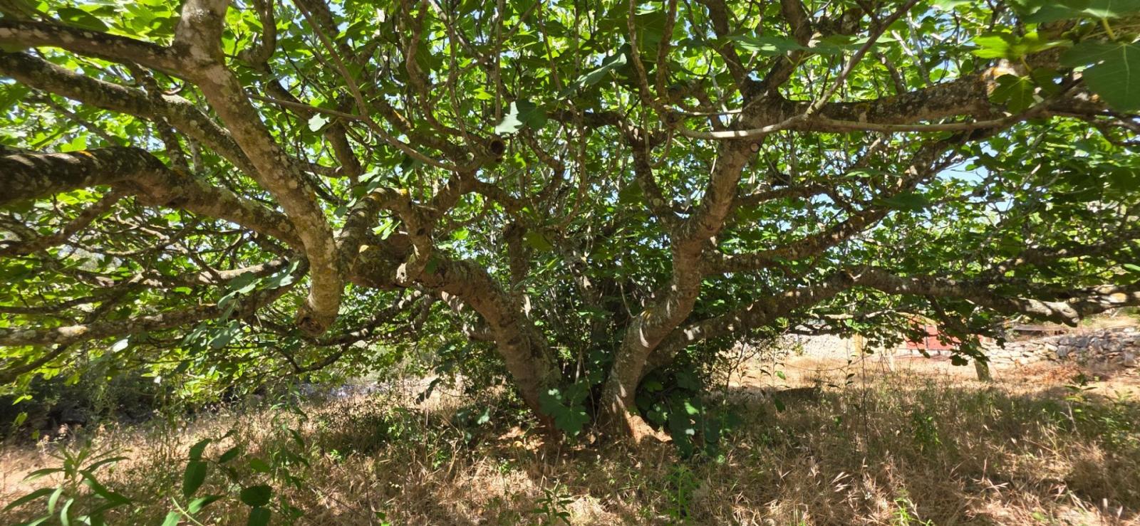 Finca en Venta en El Perelló