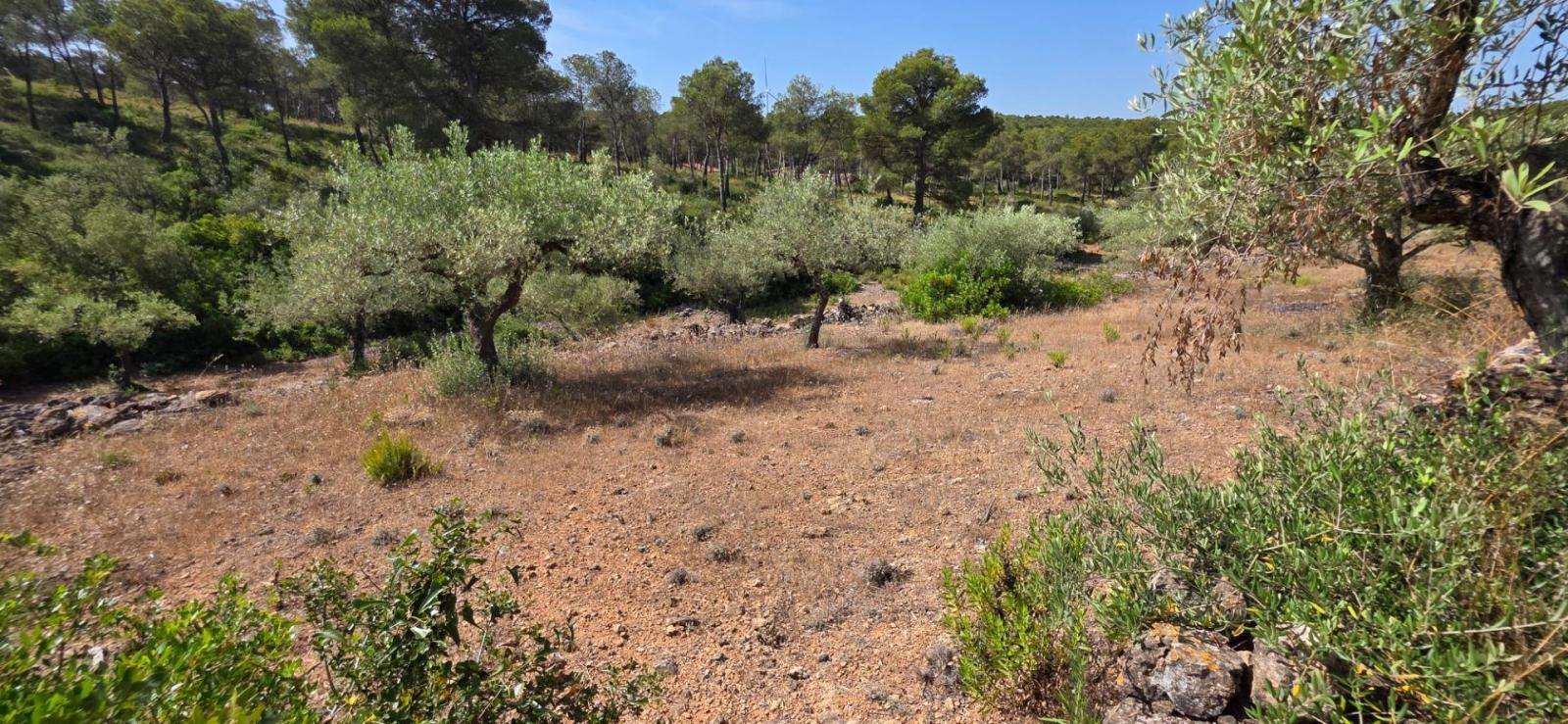 Finca en Venta en El Perelló