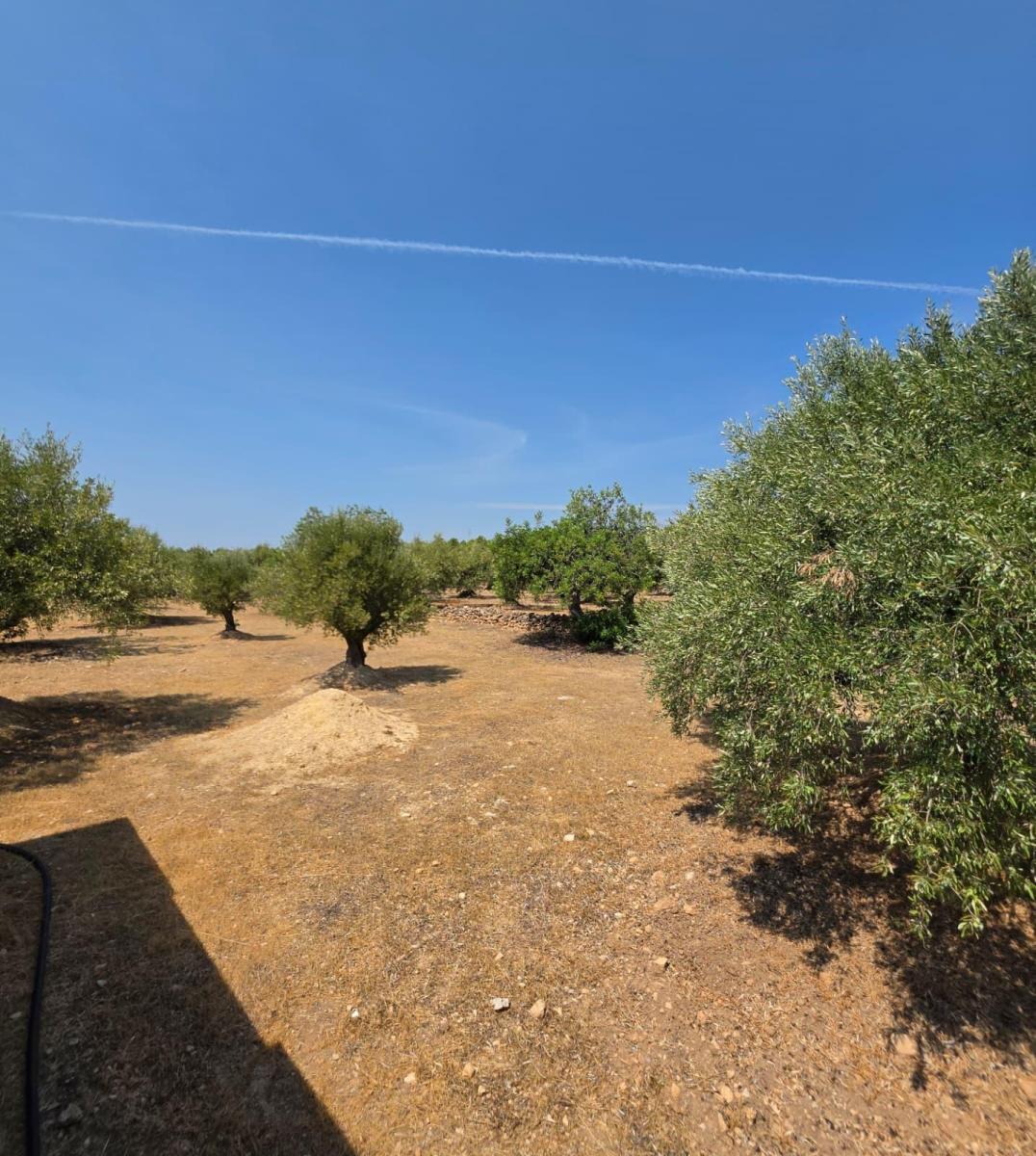 Finca en Venta en Vandellòs